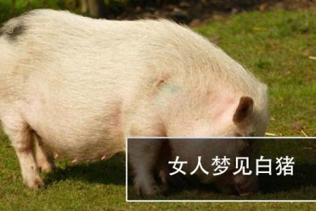 梦见追猪跑是什么征兆