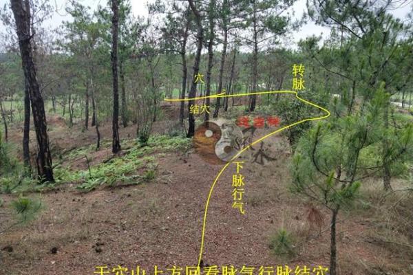 风水宝地出男丁是什么生肖