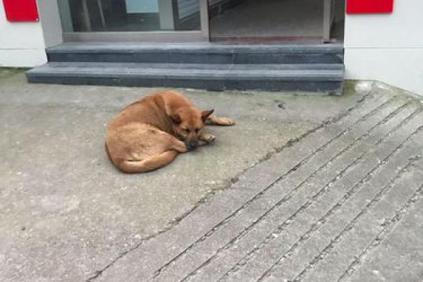 摇尾乞怜指什么动物 摇尾乞怜代表什么生肖