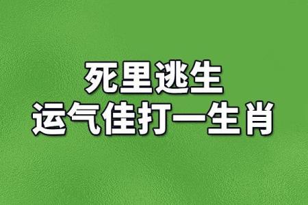 瓜熟蒂落是什么生肖