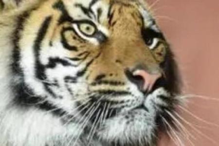 口若悬河是什么生肖
