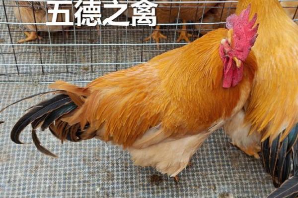入文出武是什么生肖 入文出武是什么动物