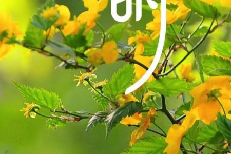 清明节哪一天是黄道吉日(清明节哪天最好)