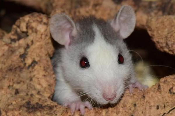 滴水不漏是什么生肖 生肖谜语滴水不漏指什么 滴水不漏是什么生肖 生肖谜语滴水不漏指什么