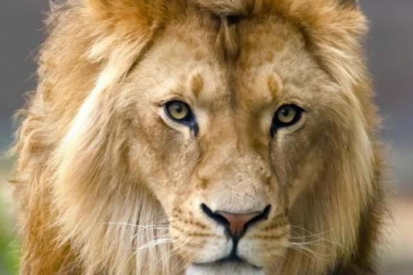 2025年11月生肖龙狮子座求医疗病挂匾吉日:健康运势提升 2025年11月生肖龙狮子座求医疗病挂匾吉日:健康运势提升