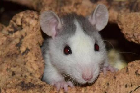 滴水不漏是什么生肖 生肖谜语滴水不漏指什么