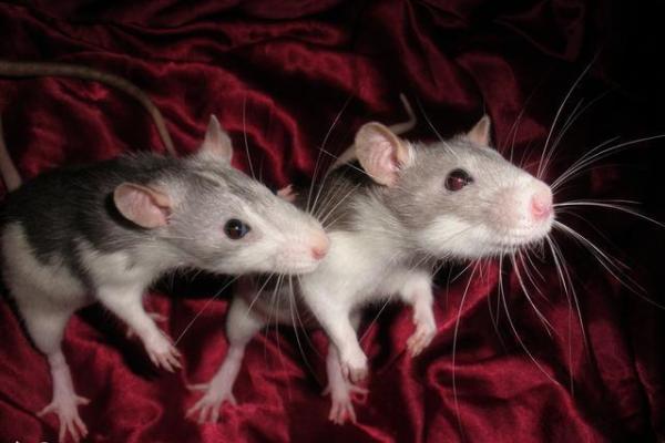 老鼠与狗生肖配对好吗 形影不离生活甜蜜 鼠狗生肖配对运势解析 老鼠与狗生肖配对好吗 形影不离生活甜蜜 鼠狗生肖配对运势解析