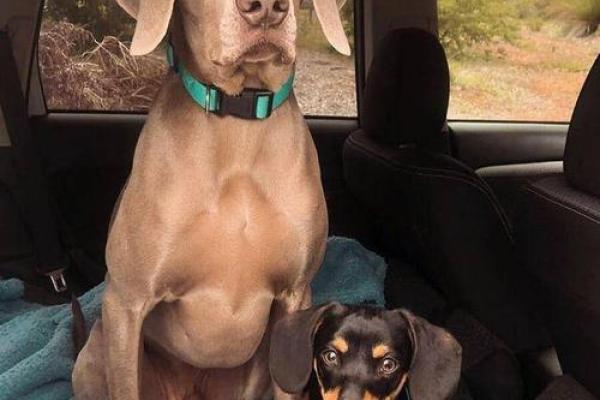 老鼠与狗生肖配对好吗 形影不离生活甜蜜 鼠狗生肖配对运势解析 老鼠与狗生肖配对好吗 形影不离生活甜蜜 鼠狗生肖配对运势解析