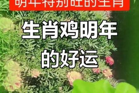2025年11月提车吉日推荐：生肖鸡平日宜忌巨蟹座得把眼睛擦亮了