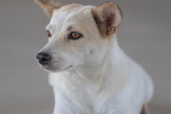 2026年1月生肖狗水瓶座求财投资项目吉日:风险偏好与吉日 2026年1月生肖狗水瓶座求财投资项目吉日:风险偏好与吉日