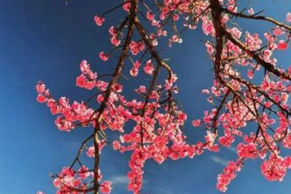 2026年1月嫁娶蜜月计划吉日:旅行目的地选择 2026年1月嫁娶蜜月计划吉日:旅行目的地选择