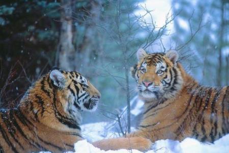 2025年11月纳财平日吉日选择：生肖虎双子座运势分析