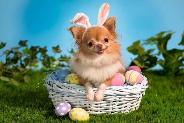 2026年1月生肖狗装修后保洁吉日:开荒保洁与吉日 2026年1月生肖狗装修后保洁吉日:开荒保洁与吉日