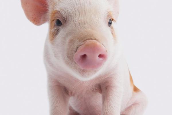 2025年11月17日危日生肖猪双鱼座得把眼睛擦亮了清单:高风险事项规避 2025年11月17日危日生肖猪双鱼座得把眼睛擦亮了清单:高风险事项规避