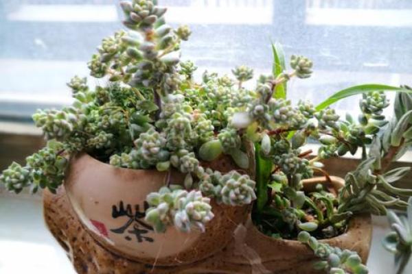 2019数九从什么时候开始 2019年数九时间表查询