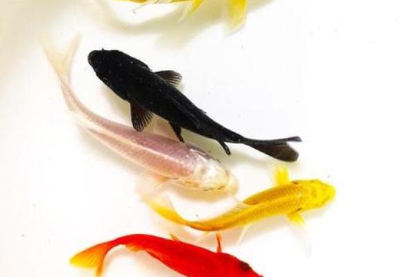 马年财运风水鱼：养这些鱼招财又转运
