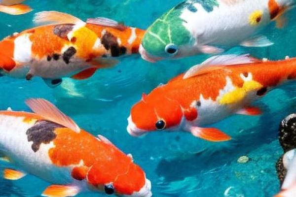 马年财运风水鱼：养这些鱼招财又转运