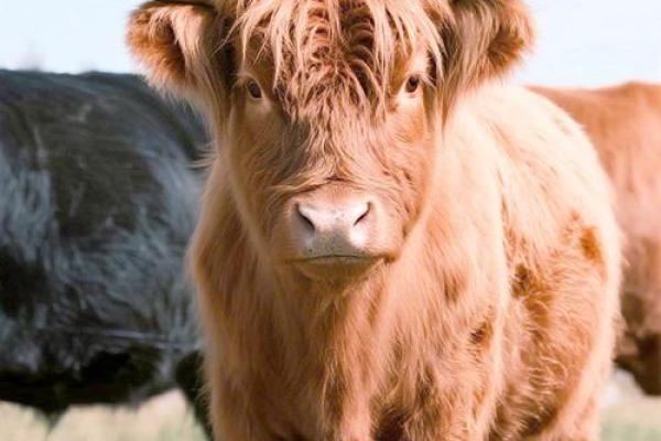 2026年属牛人每月运势预测:事业转折点 2026年属牛人每月运势预测:事业转折点