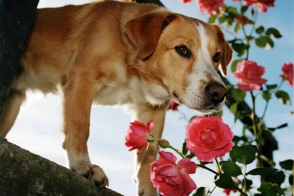 2026年属狗人幸运求婚日:最佳时机 2026年属狗人幸运求婚日:最佳时机