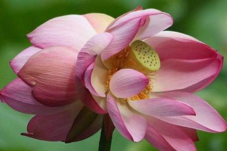 2026年桃花运测试：你今年能脱单吗？