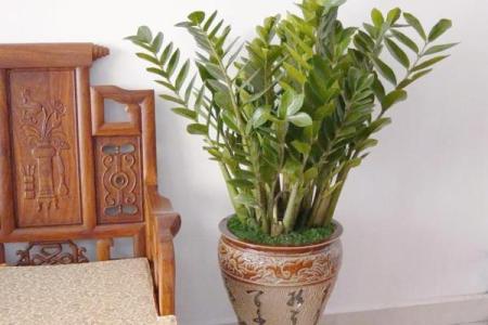 2026年财运风水禁忌：这些植物千万别养