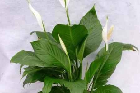 2026年招财植物：养这些财运更旺