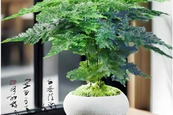 2026年阳台纳气：植物选择