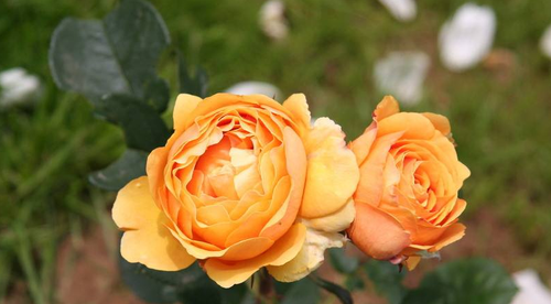 生肖桃花:春节前后最容易遇跨国恋的星座 生肖桃花:春节前后最容易遇跨国恋的星座