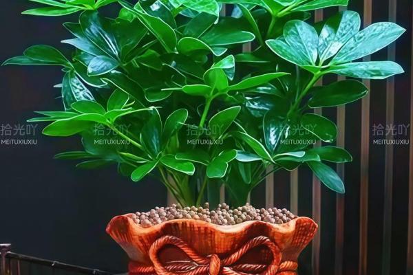 新年招财风水梯：摆这个梯步步高升