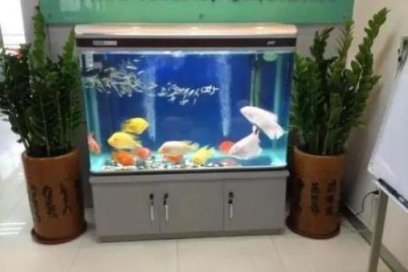 2026年搞鱼缸指南：养这些鱼财路畅通