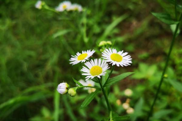 墙头草 爱落井下石的三大生肖都是谁 哪些生肖是墙头草不能深交