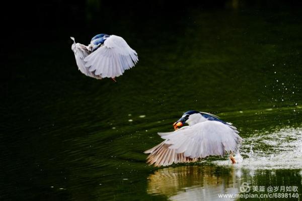 “雁过留声”打一生肖是什么 雁过留声指什么生肖