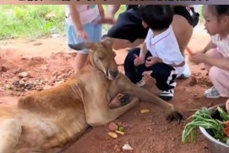 咬紧牙关打一准确的生肖 咬紧牙关指什么生肖动物