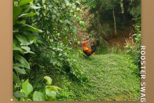 大摇大摆指什么生肖 大摇大摆打一生肖答案