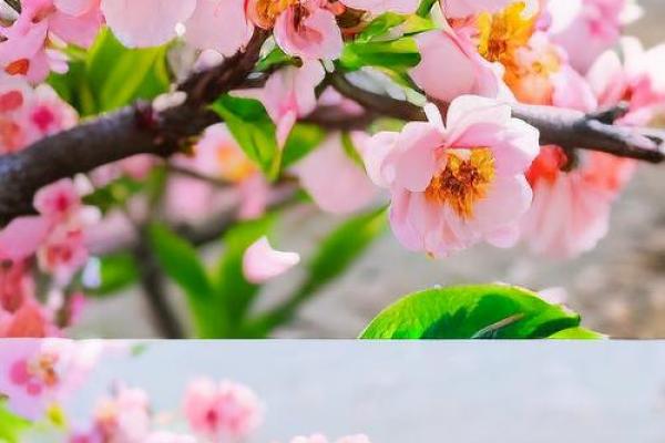 2026年旺桃花手机壁纸:用这个马上见效 2026年旺桃花手机壁纸:用这个马上见效