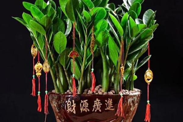 2026年十二生肖流年植物：家中摆放