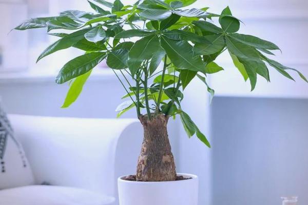 2026年十二生肖流年植物：家中摆放