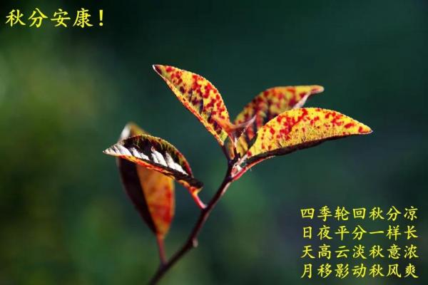 秋分是2024的几月几日 秋分是2024的几月几日