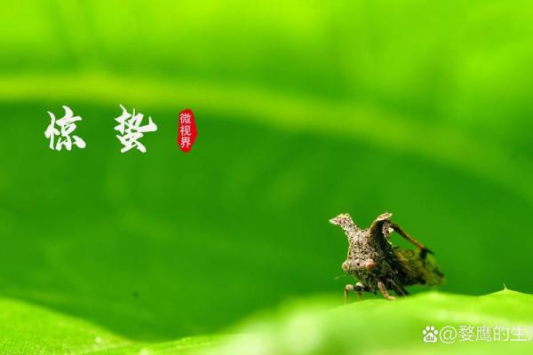 2024年惊蛰是几月几号 惊蛰节气2024年时间