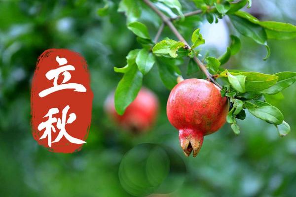 2021年8月7日几点立秋 今年立秋是几点几分 2021年8月7日几点立秋 今年立秋是几点几分