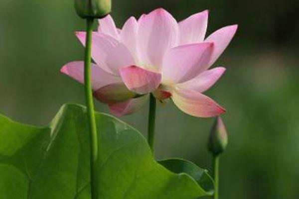 6月领证最吉利的三个日子，2026年新人必看