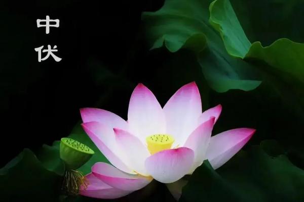 中伏是几月几号2023年 2023年中伏时间查询