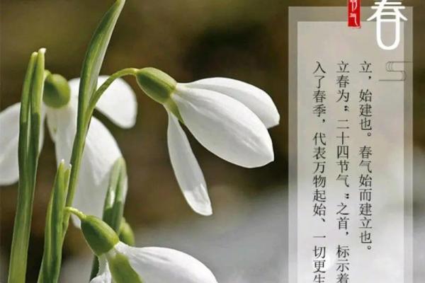 2024立春是几月几日几点立春 2024年立春是哪一天农历 2024立春是几月几日几点立春 2024年立春是哪一天农历