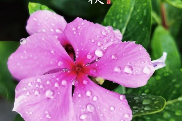 早立秋和晚立秋的区别 立秋早晚对农事影响