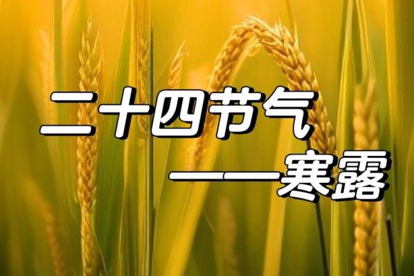 寒露是几月几号2024年 寒露节气2024年时间表