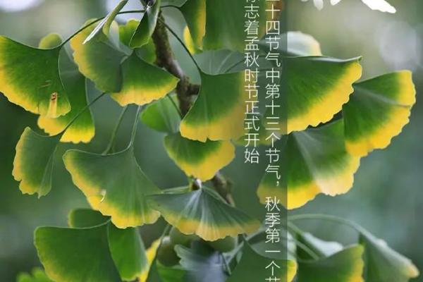 2022年立秋几时几分 今年立秋是几点几分开始