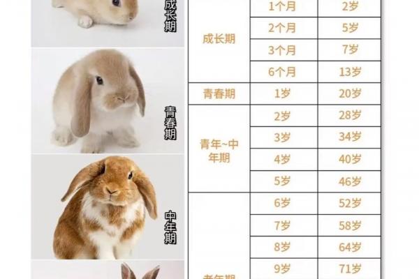 属兔最忌讳几月出生 属兔忌讳出生月份查询 属兔最忌讳几月出生 属兔忌讳出生月份查询