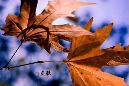 什么时候立秋2022年的几月份立秋