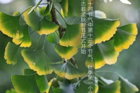 2022年立秋几时几分 今年立秋是几点几分开始